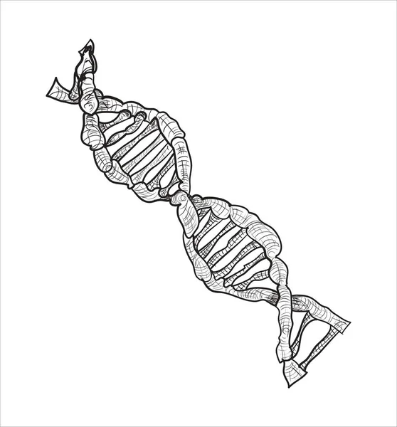 Hand Skiss Strukturen Dna Vektorillustration — Stock vektor