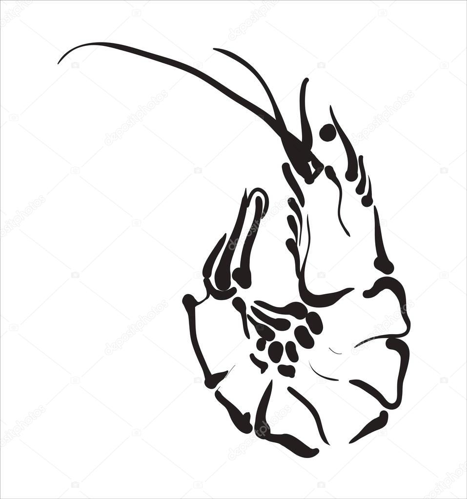 Shrimp icon. Shrimp in vector Isolated on white background.