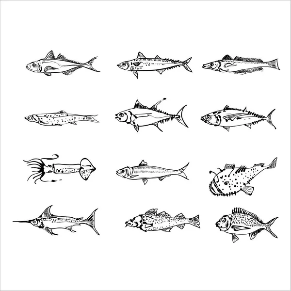Set Van Zwart Wit Mariene Vissen Calamari Witte Achtergrond — Stockvector