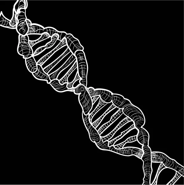 Hand Skiss Strukturen Dna Vektorillustration — Stock vektor