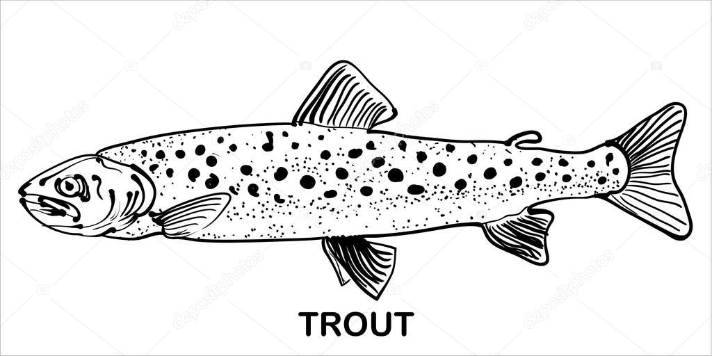 Monochrome hand drawn image of trout