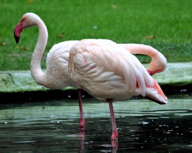 bir bahçede pembe flamingoların uyandırıcı görüntü