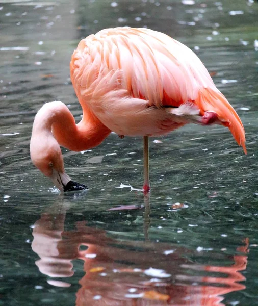 Erinnerungsbild Von Rosa Flamingos Einem Garten — Stockfoto