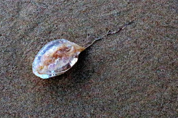 Eindrucksvolles Bild Einer Qualle Strand Sizilien — Stockfoto