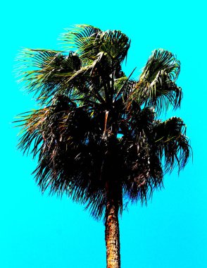 evocative image of foliage of palm tree with blue sky