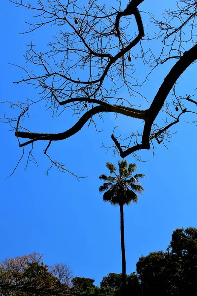 Evocative Image Palm Tree Foliage Blue Sky Branches Other Tree — ストック写真