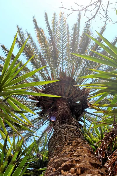 evocative image of palm tree seen from below with trunk in the foreground and branches in the blue background