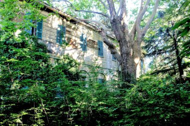 2019.06.16 - Limbiate, Milan, İtalya, Mombello 'daki fotoğraf muhabirliği tımarhanesi, terk edilmiş bir bahçede kendiliğinden gelişen psikiyatri hastanesi.