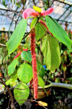 evocative image of long red flower with leaves in a greenhouse