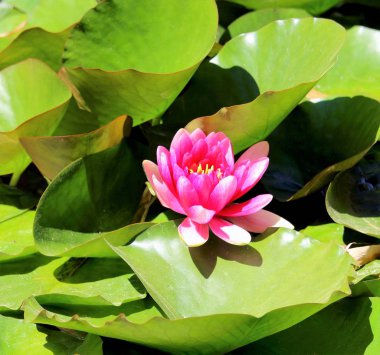 evocative image of magnolia flower floating in a pond