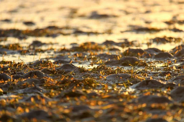日落时海藻的特写 — 图库照片