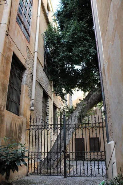 意大利巴勒莫历史中心的两座古建筑之间的一棵巨大的弯曲的树的生动形象 — 图库照片