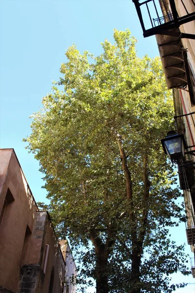 Sugestywny Obraz Drzewa Historycznym Centrum Palermo Włoszech — Zdjęcie stockowe