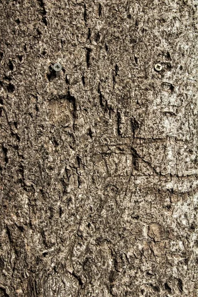 Ağaç Kabuğu Dokusunun Anımsatıcı Görüntüsü — Stok fotoğraf