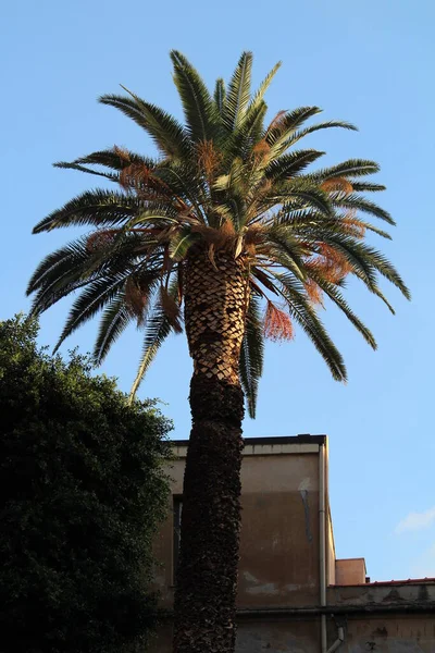 Levensecht Beeld Van Palmboom Het Historische Centrum Van Palermo Italië — Stockfoto