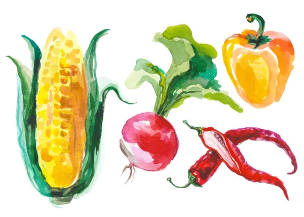 Legumes aquarela isolados em branco —  Vetores de Stock