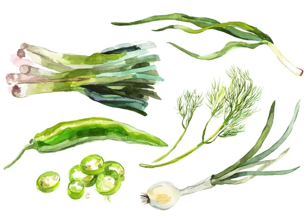 Acuarela vegetales aislados en blanco — Vector de stock