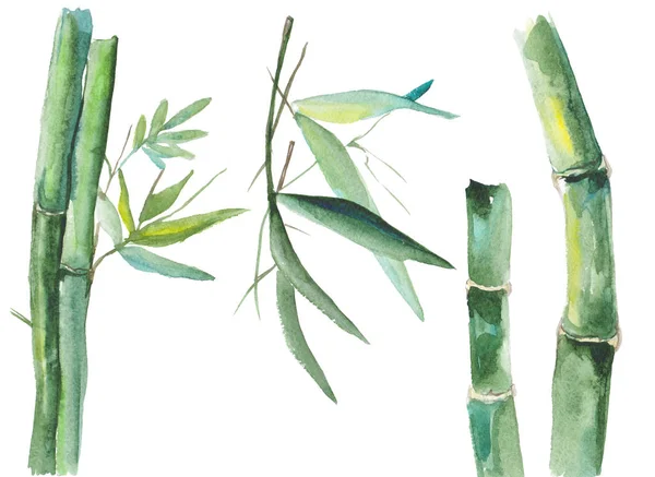 Illustration en bambou aquarelle — Photo