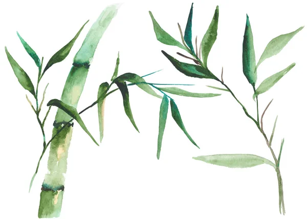 Acuarela bambú ilustración — Vector de stock