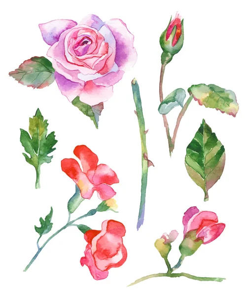 Illustrazione fiori ad acquerello — Vettoriale Stock