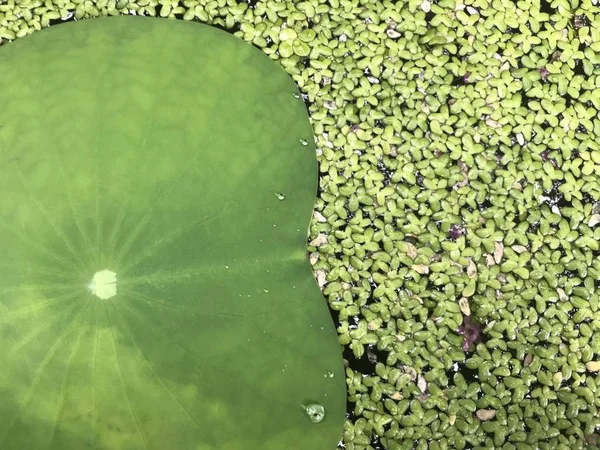 Green Duckweed Lotus Leaf River Surface Using Background — Stock Photo, Image