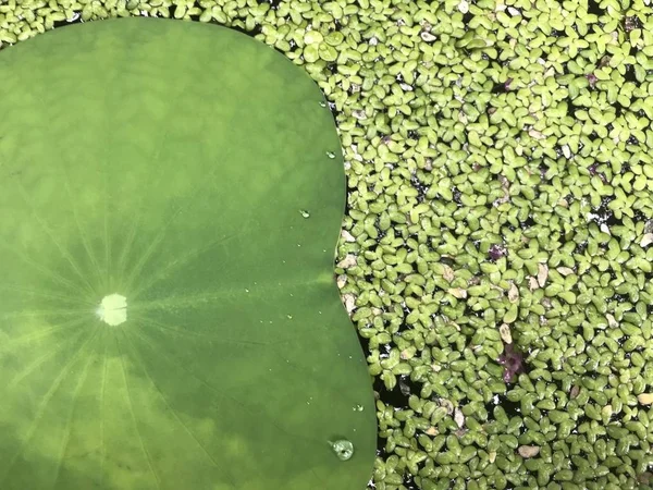 için arka plan kullanarak bir nehir yüzeyi duckweed ve lotus yaprak yeşil