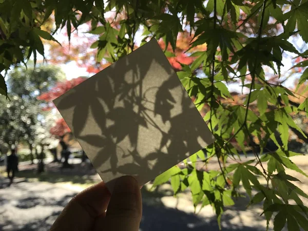 Homem Detém Livro Branco Vazio Quadrado Com Belas Folhas Bordo — Fotografia de Stock