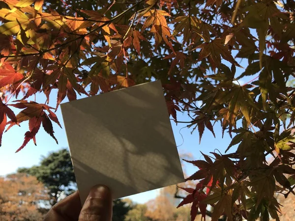 Homem Detém Papel Branco Branco Quadrado Com Belas Folhas Bordo — Fotografia de Stock