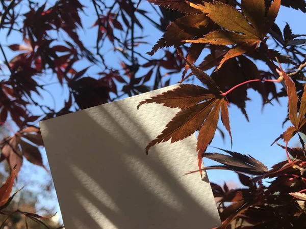 Sombra Árvore Bordo Branco Papel Branco Com Belas Folhas Bordo — Fotografia de Stock