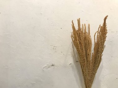 Kurumuş kahverengi kulak, eski beyaz beton duvarlı buket buket ve buğday.