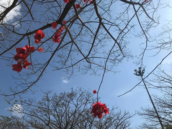 Rouge Bougainvilliers Fleurs Papier Sur Structure Étonnante Branche Sans Feuille — Photo