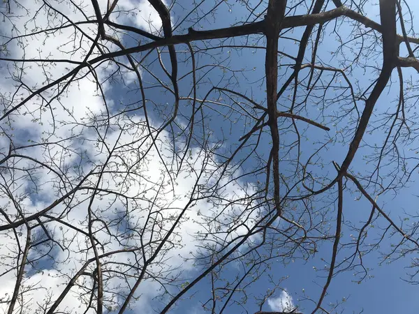 Beyaz bulutları ve arka planda parlak mavi yaz gökyüzü olan yapraksız muhteşem dalları üzerinde küçük beyaz çiçekler.