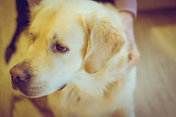 Dog Golden Retriever Close — Stock Photo, Image
