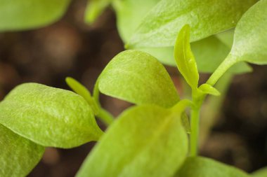 Sağlıklı ve temiz kavramı yemek taze sağlıklı tohum filizlenir. Genç yeşil lahanası.