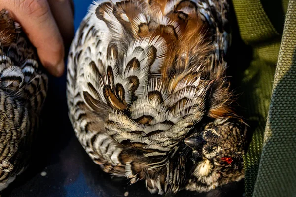 Grouse lie on the hood of the car — Stock Image Grouse lie on the hood of the car Royalty Free Stock Photos