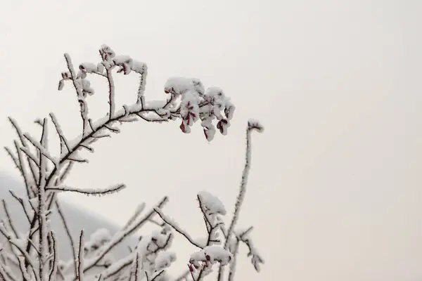 Frozen bush covered with hoarfrost and gray snowy sky, selective focus — 스톡 사진