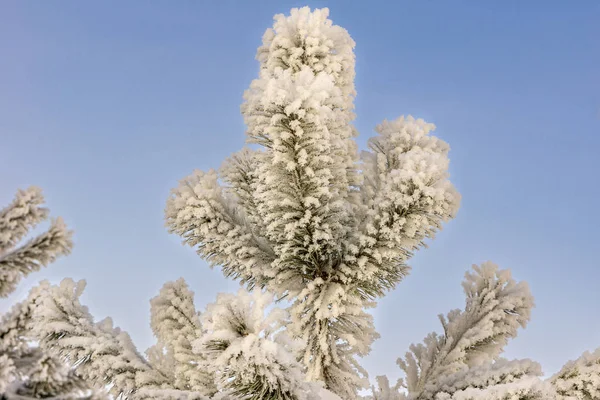 Young pine in the city covered with snow and hoarfrost from severe frost — 스톡 사진