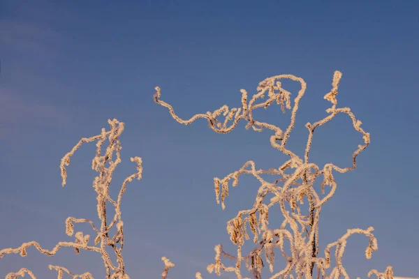 Interwoven branches of bushes covered with hoarfrost from severe frost against a blue sky, toning and selective focus — Stock Image Interwoven branches of bushes covered with hoarfrost from severe frost against a blue sky, toning and selective focus Royalty Free Stock Images