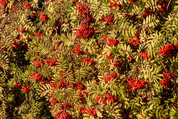 Grappoli rossi di bacche di sorbo, foglie pallide autunnali giallo e verde, fuoco selettivo — Foto Stock