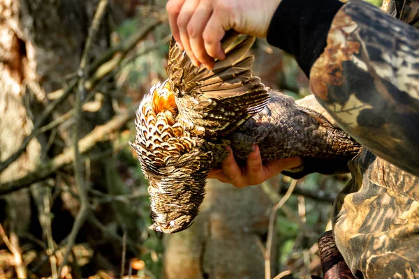 Shot grouse in the hands of a hunter spreading grouse wings in the rays of the bright sun, selective focus — Stock Image Shot grouse in the hands of a hunter spreading grouse wings in the rays of the bright sun, selective focus Stock Image