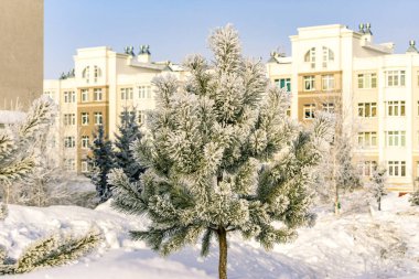 Genç çam, şiddetli don ve karla kaplı.