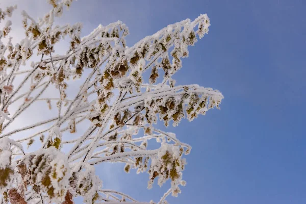 Bushes with dry leaves covered with hoarfrost as a result of severe frost, bright blue sky — 스톡 사진