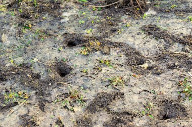 Farelerin kalışının bahar izleri - kardan fışkıran delikler arasında oyuklar ve geçitler