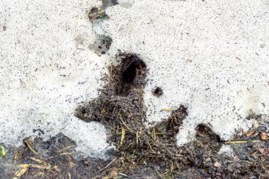 İlkbaharda eriyen kardan sonra çim tarlası kemirgenlerinin izleriyle geçen yılki çimenler, seçici bir odak noktası.