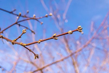 İlkbaharda gökyüzüne karşı patlamamış tomurcukları olan çalıların dalları, seçici bir odak noktası