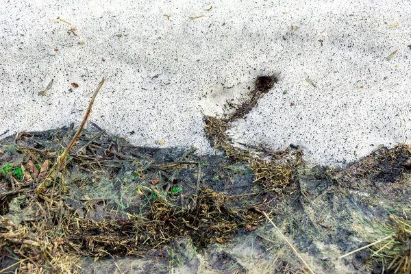 Zeszłoroczna trawa ze śladami nory gryzoni polnych po stopieniu śniegu wiosną, ostrość selektywna — Zdjęcie stockowe