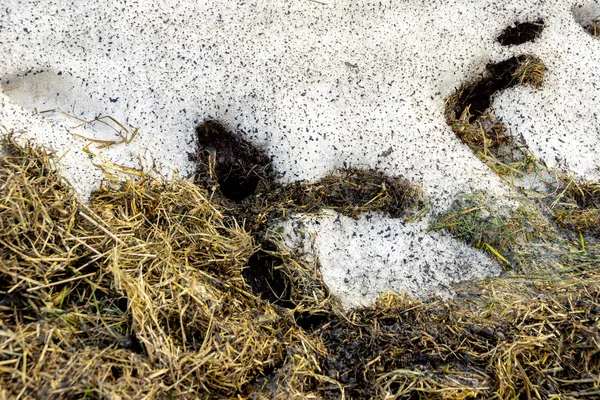 Częściowo stopiona zaspa śnieżna, zagłębienia gryzoni pokryte starą trawą, izolacja obudowy na zimę, ostrość selektywna — Zdjęcie stockowe