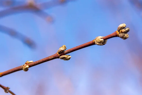 枫树分枝，春季芽，有选择的焦点 — 图库照片