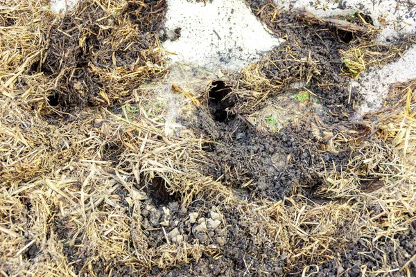 Nory gryzoni pokryte starą trawą w częściowo stopionym zaspie śnieżnej, zimowanie obudowy, wybiórcze skupienie — Zdjęcie stockowe