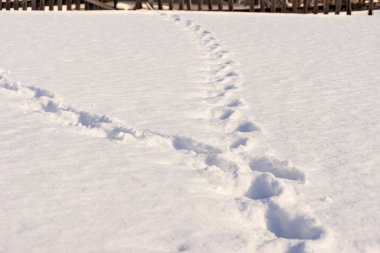 Bir kış akşamında, kardaki iki iz daha bir araya geldi, seçici bir odak noktası.